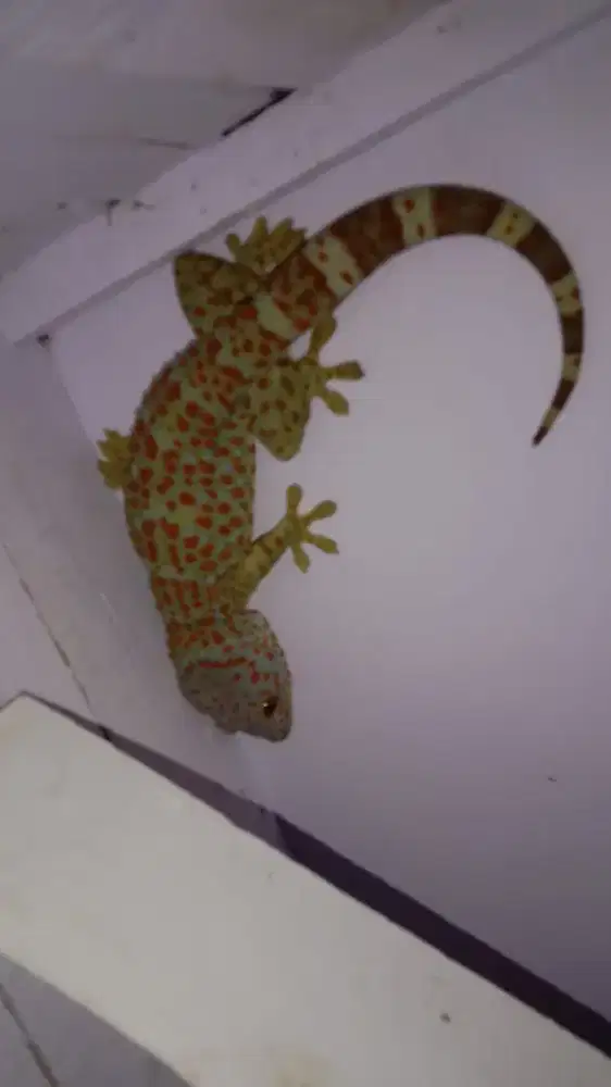 Dijual Tokek Sehat-Cocok Untuk Koleksi Reptil Eksotis