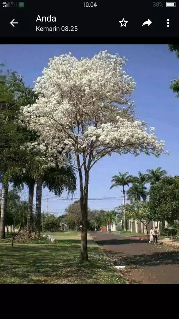 Petani tabipuya Rosea bunga pink putih ungu