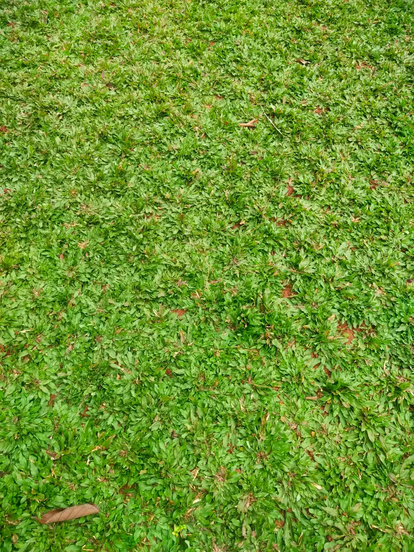 Rumput gajah mini rumput taman