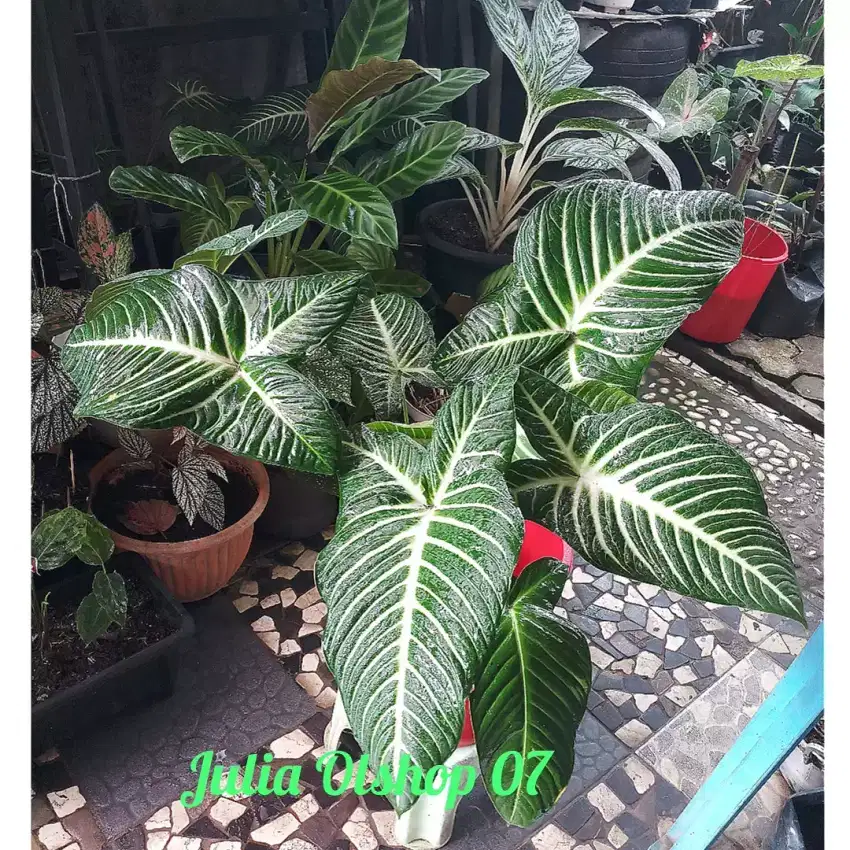 caladium xanthasoma lindenii atau keladi zebra dewasa