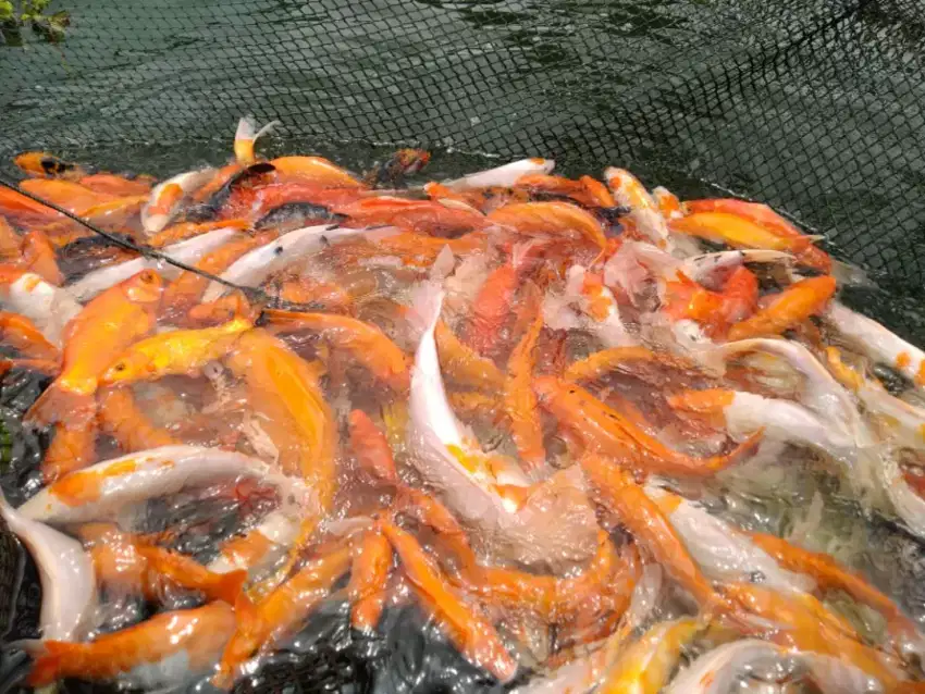 Ikan mas merah, Ikan mas warna