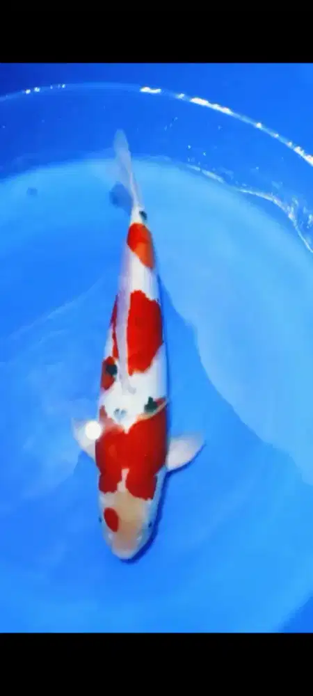 Koi Blitar Sanke Tategoi Jumbo HQ