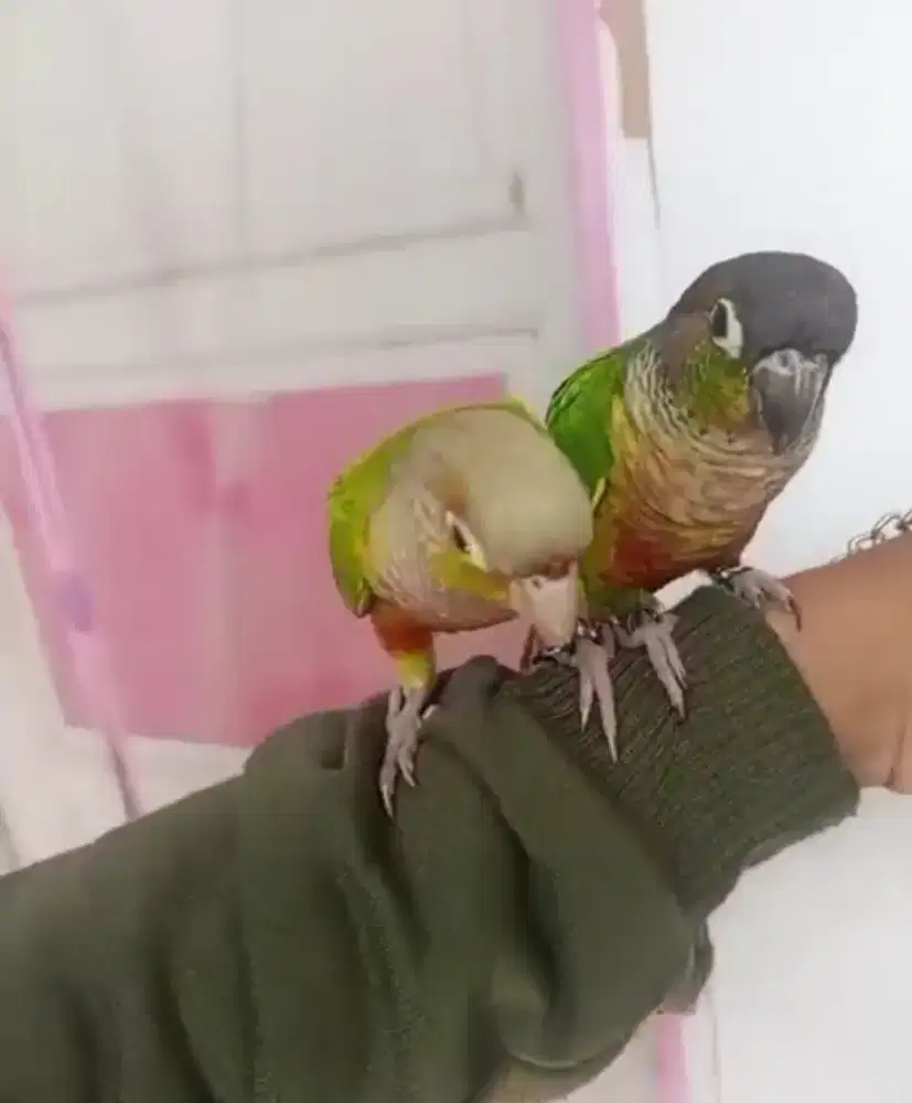 Burung pineapple connure jinak total mewah aman