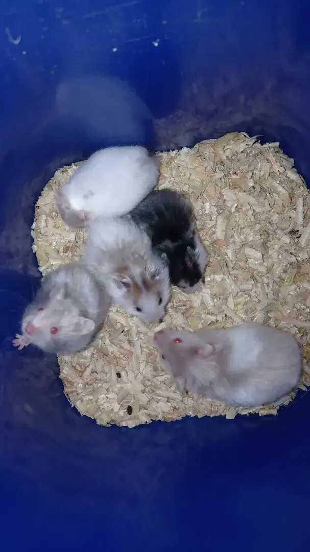 Hamster berbagai jenis