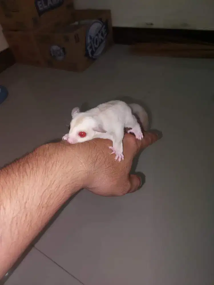 Sugar glider creamino