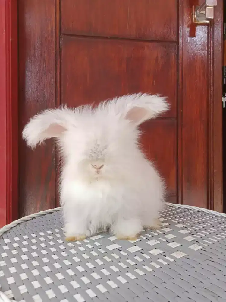 Kelinci English Anggora