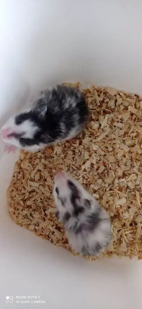 Hamster berbagai jenis