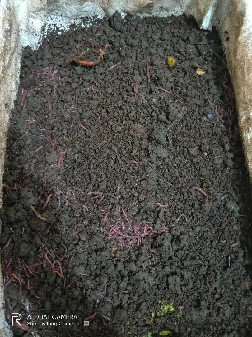 Cacing tanah / cacing merah / cacing anc 1kg