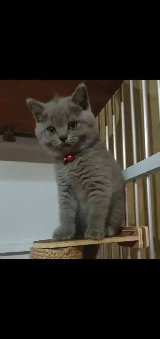 BRITISH SHORT HAIR #BSH #KITTEN_BSH #KITTEN