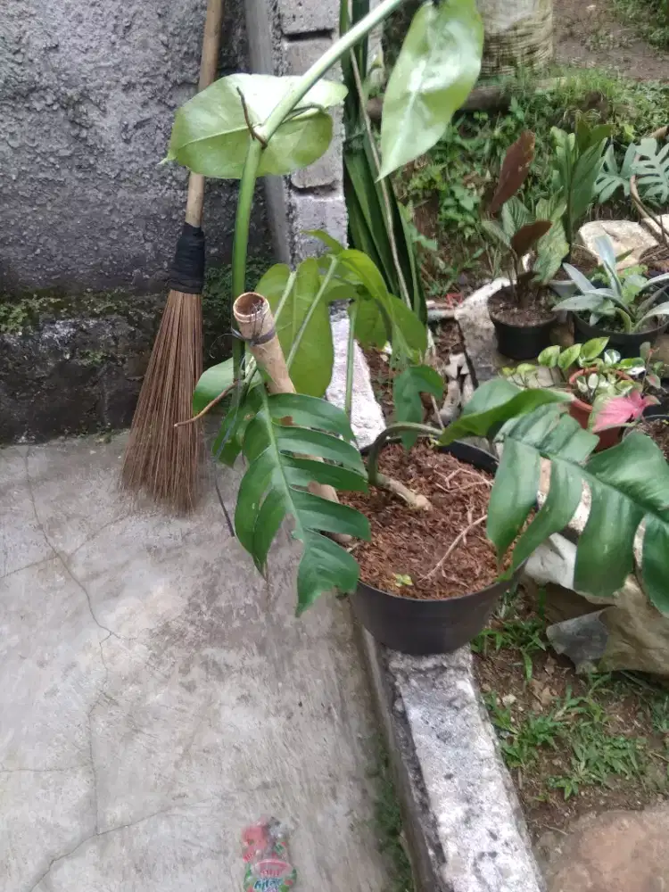 Tanaman monstera ekor naga