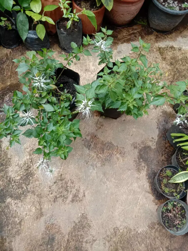 Tanaman Herbal Daun Kumis Kucing