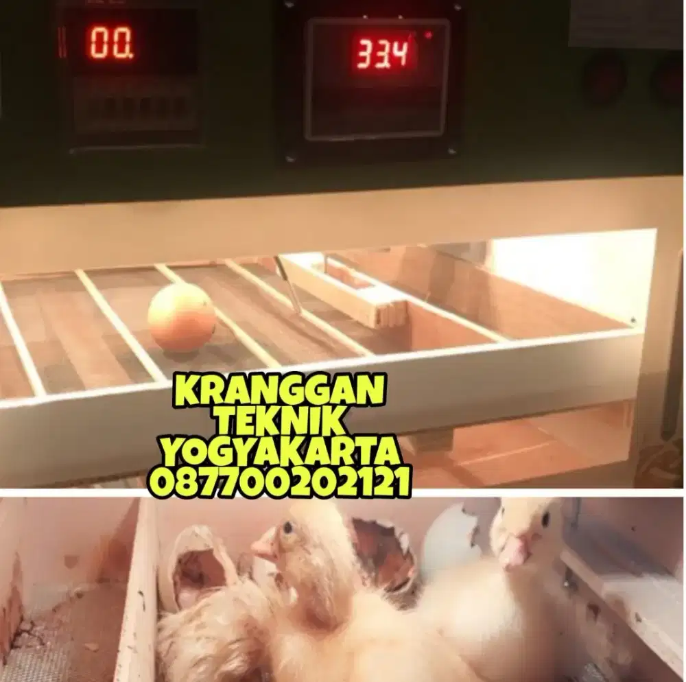 (KRANGGAN TEKNIK)mesin tetas telur ayam unggas semi, full otomatis