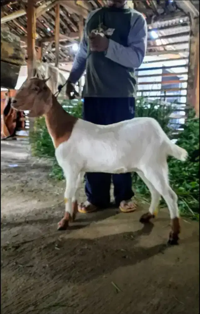 Kambing Aqiqah dan Domba Qurban / Kambing Murah
