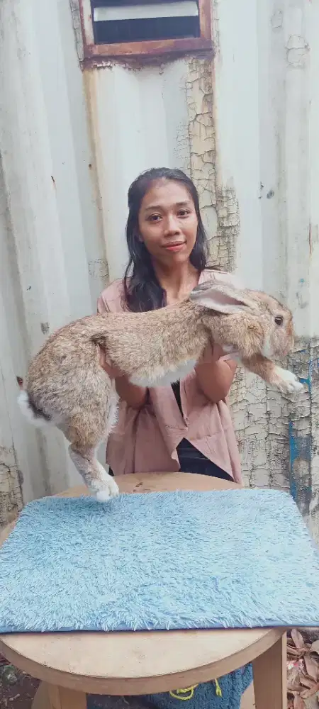 Kelinci hias Flemish Giant
