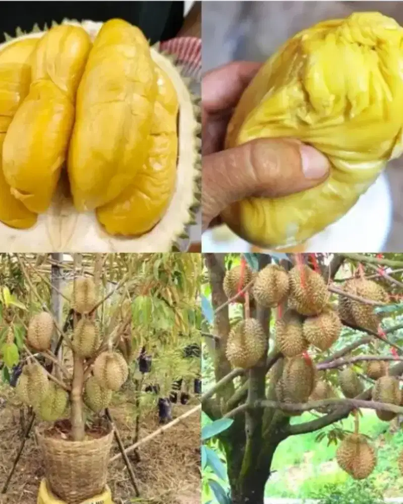 Pohon duren | pohon durian | pohon durian musangking