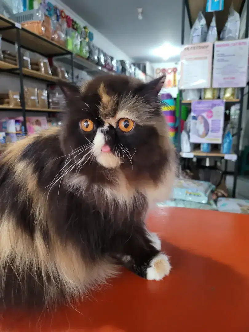 Kucing Persian LongHair Betina Sertifikat