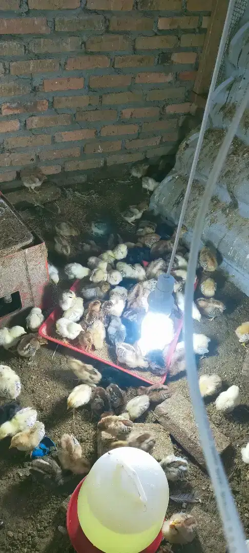 Anak Ayam Kampung Super  usia 1 Minggu