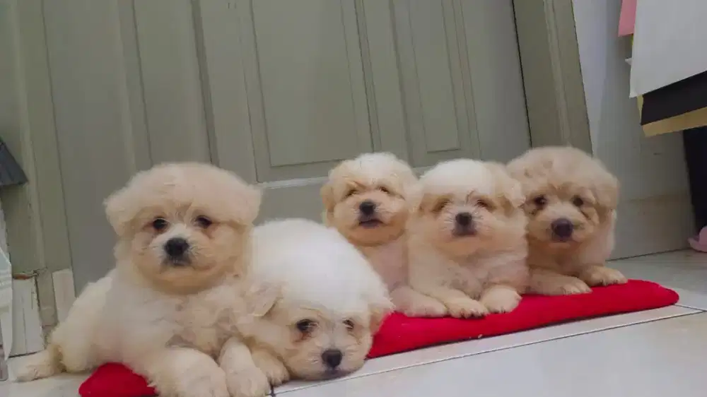 Puppy Maltipo dan Shihpo cakep Murah