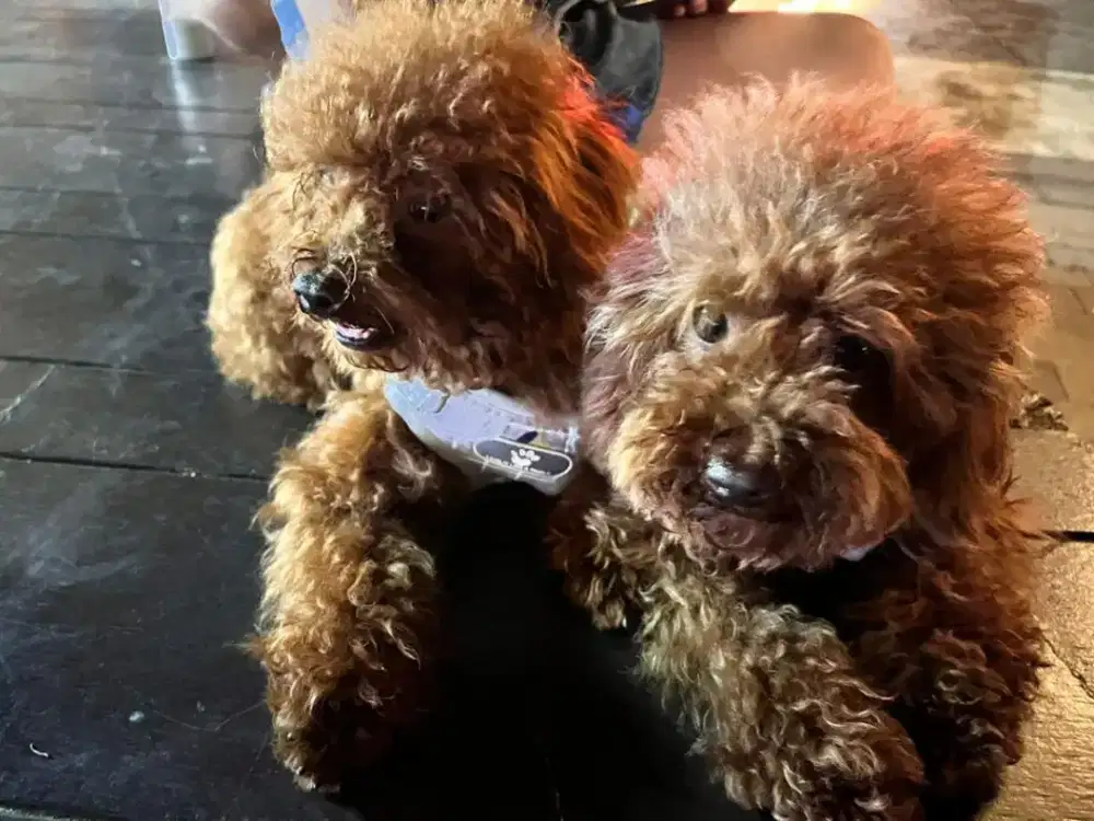 Grooming home servic panggilan dog&cat