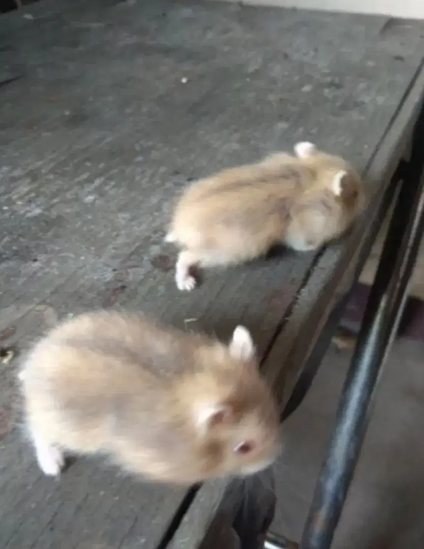 Hamster winter white blue argente / tiger / sapphire