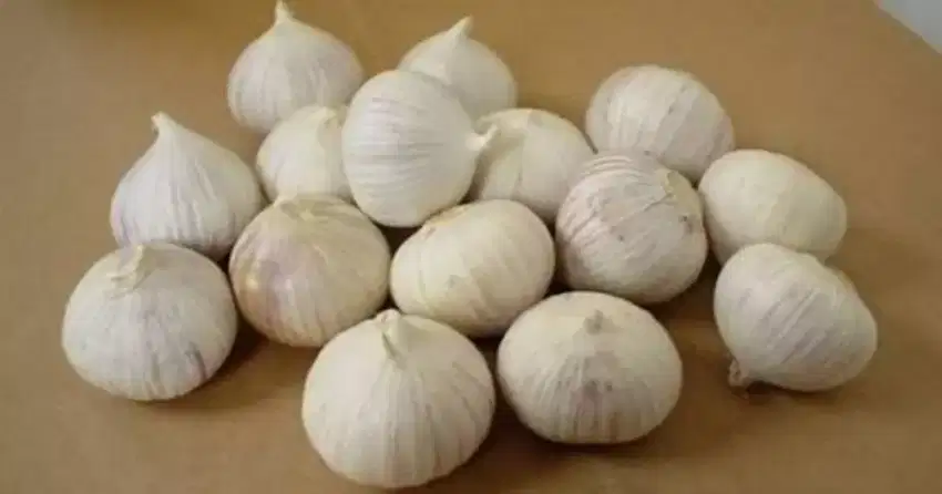 Jual Bawang Putih Tunggal (Bawang Langka)