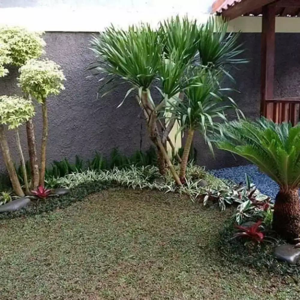 jual rumput gajah mini dan rumput jepang + pemasangan