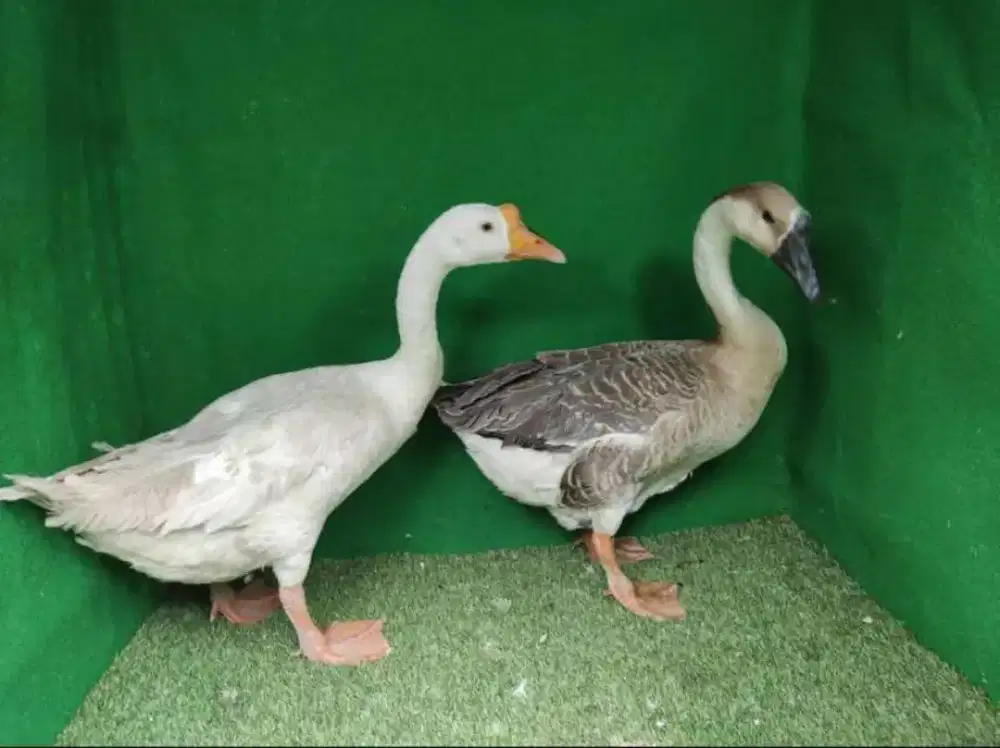 Angsa soang dewasa siap produksi