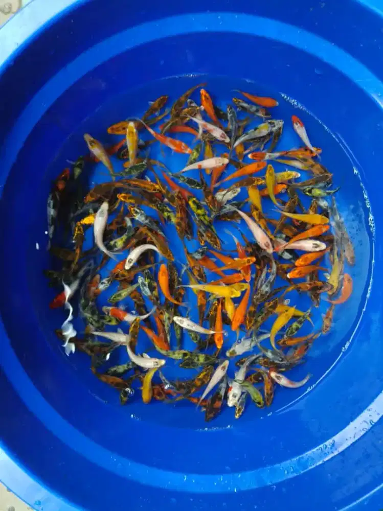 Bibit Koi Super Murah