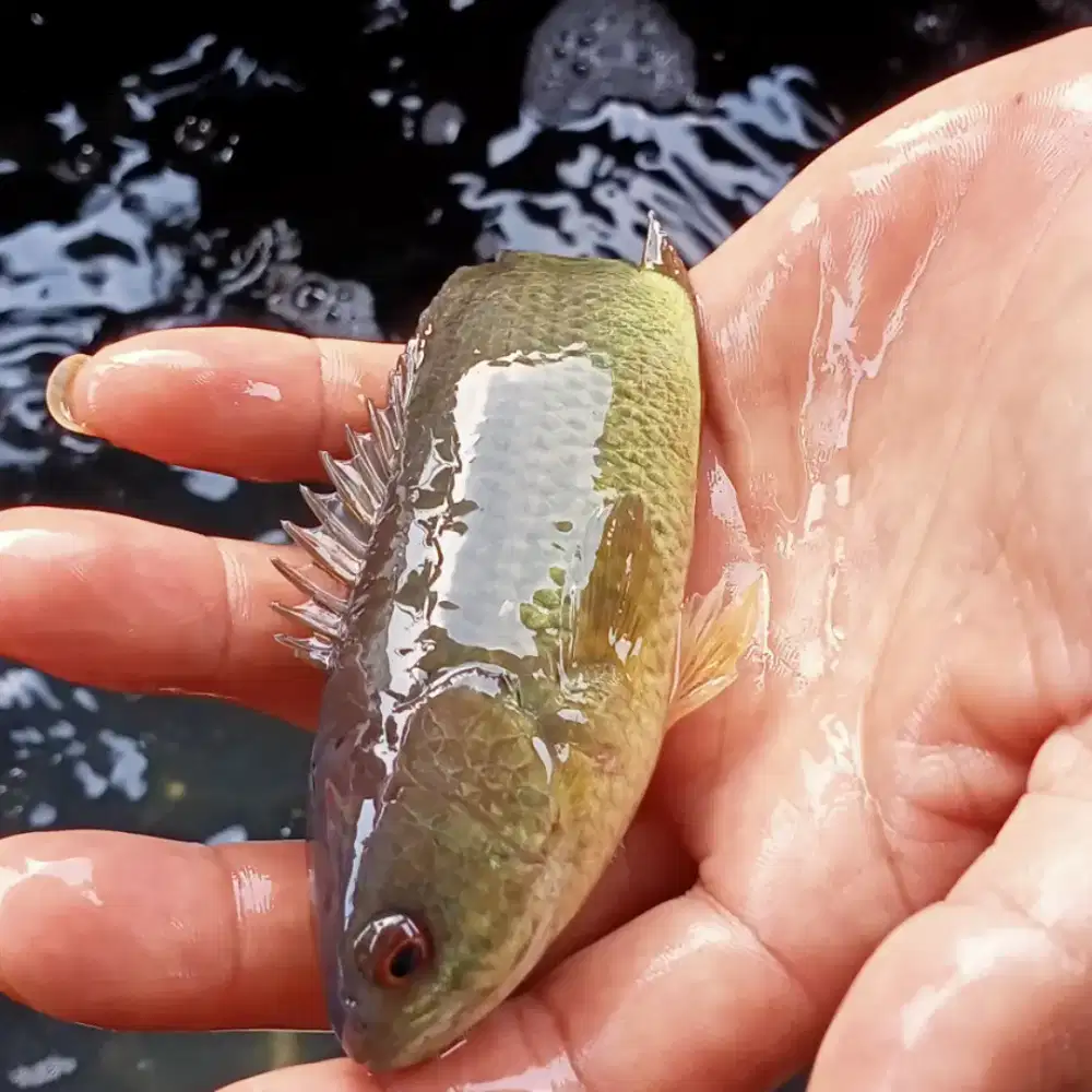 Amanah Olshope bibit ikan betok murah