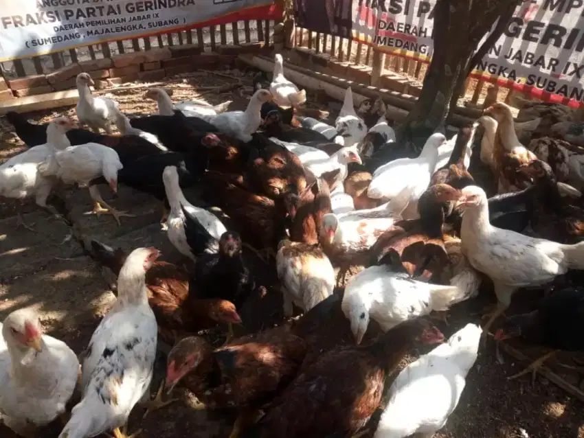 Ayam kampung siap potong