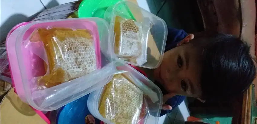 SARANG LEBAH MADU ASLI