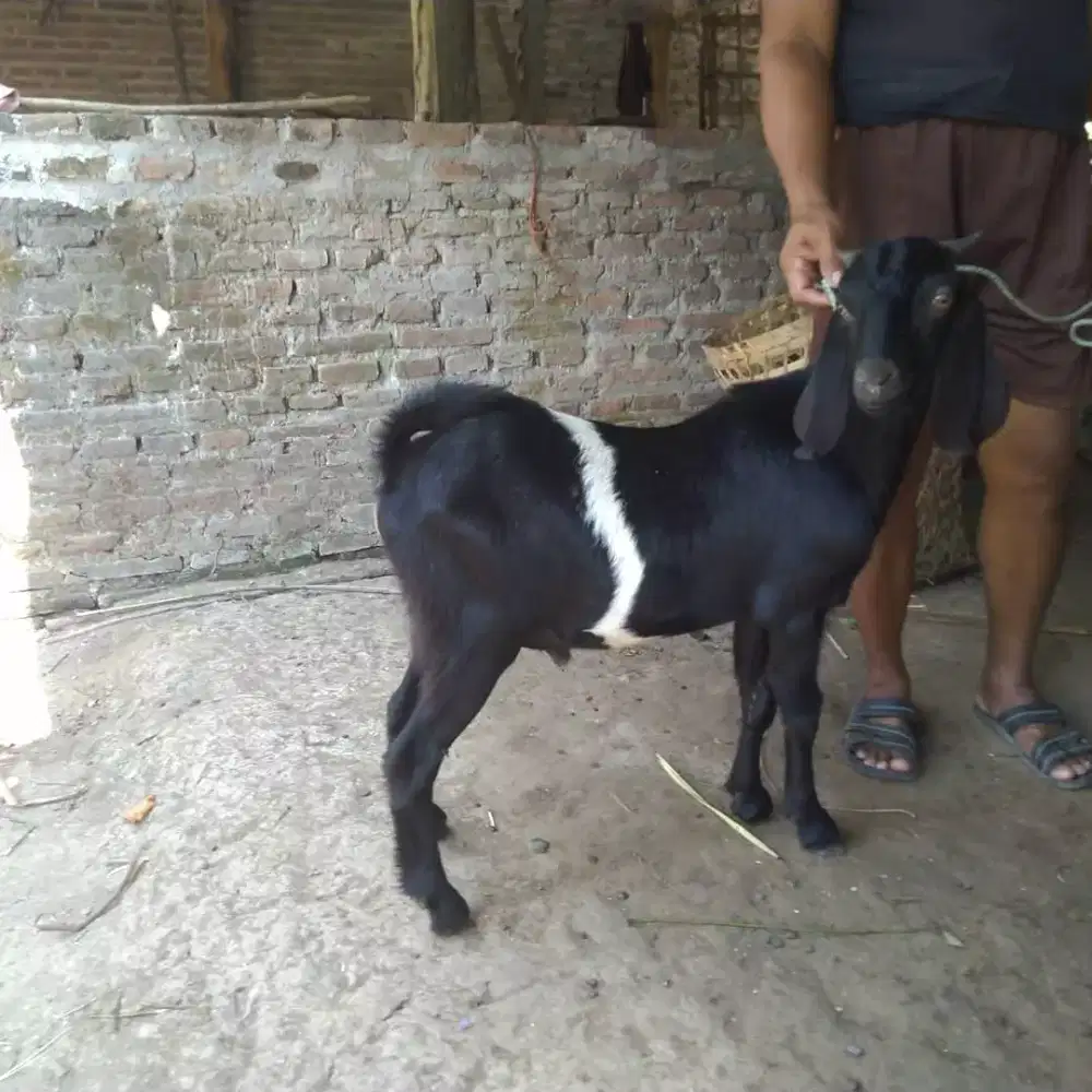 Kambing Kendit jantan