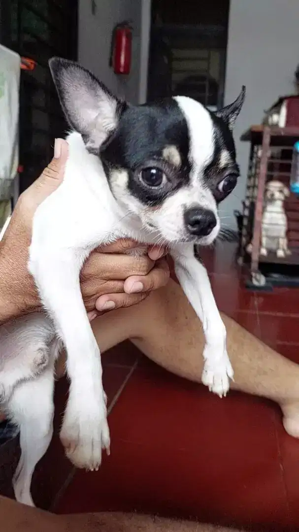 Chihuahua Pejantan Tangguh (jasa pacak)