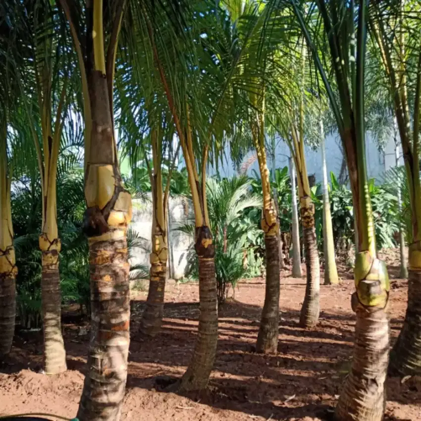 Ready pohon kelapa gading tinggi 3-5 meter siap kirim