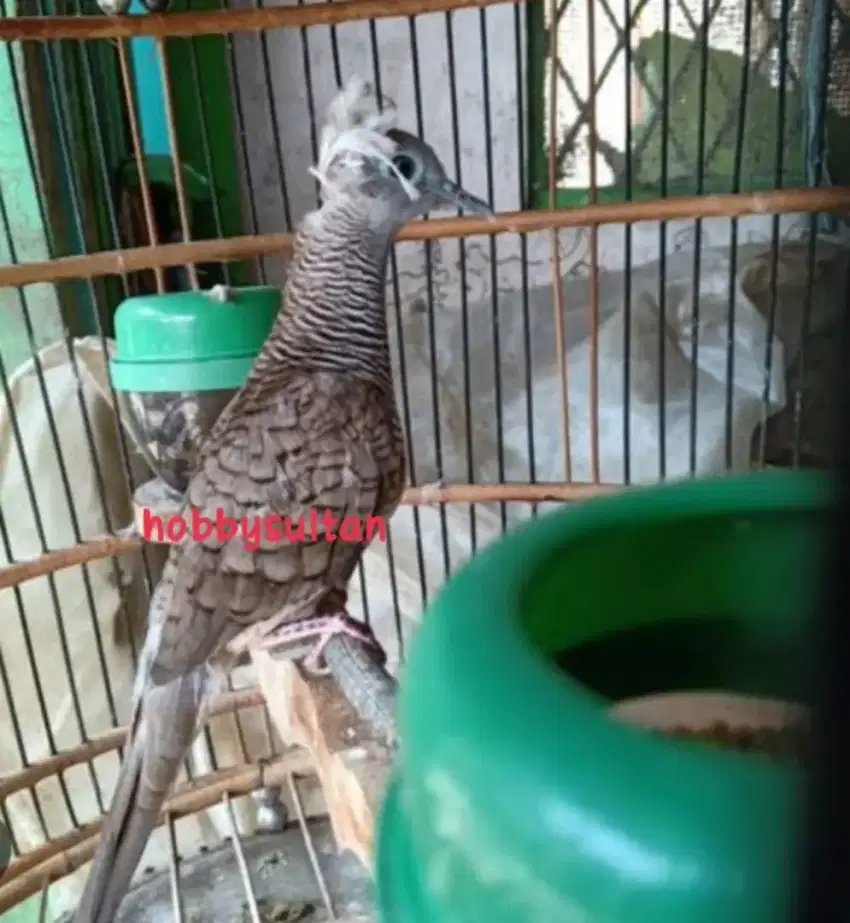 Burung perkutut songgoratu jambul asli alam