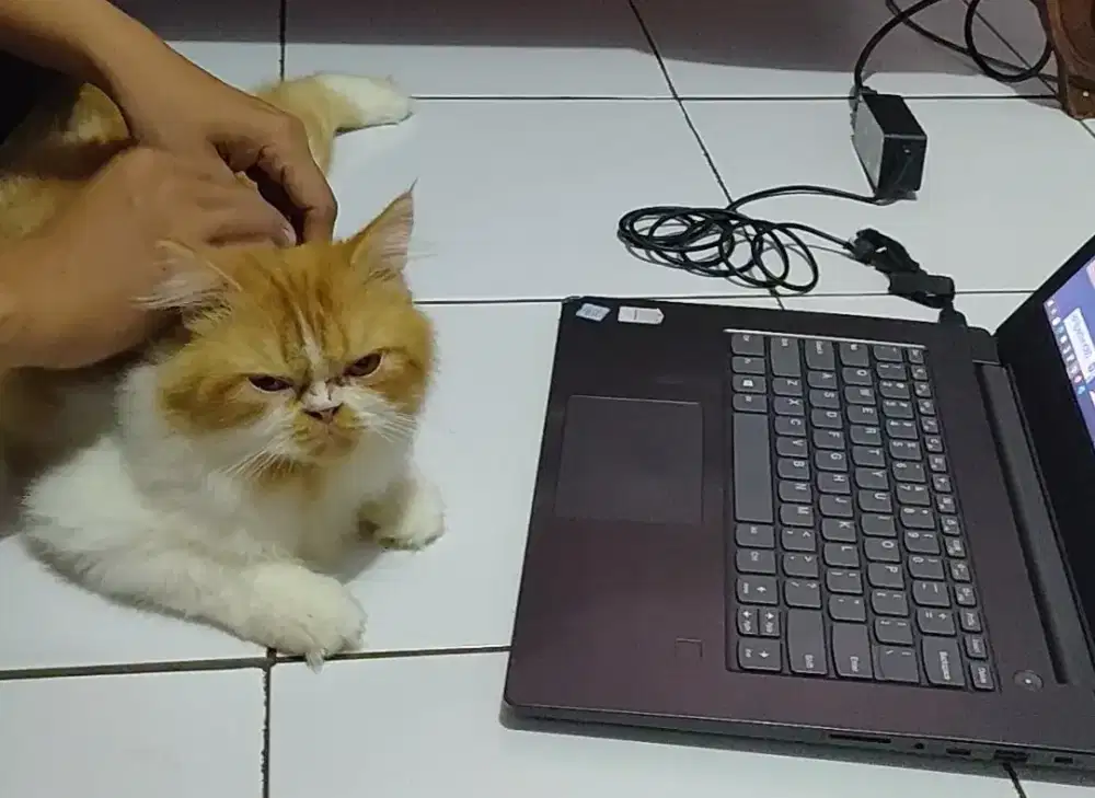 Jasa pacak kucing flaknose