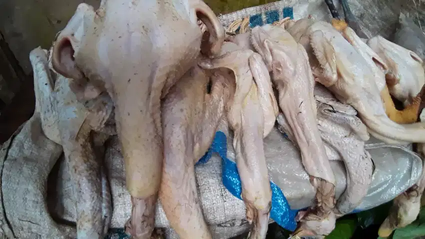 Buat pecinta Mentok Entok Babon Bangsong Minti Jenis Unggas Ayam Bebek