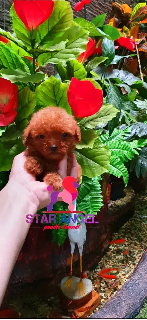 Anjing Red poodle