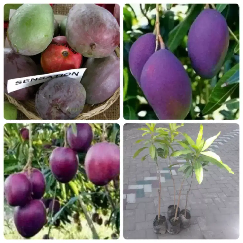 Bibit mangga sensation