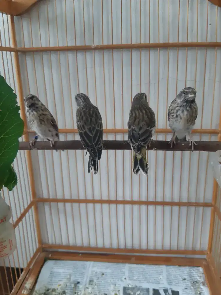 BLACKTHROAT usia 2-3 bln fik jantan udh rajin bunyi ngeriwik.