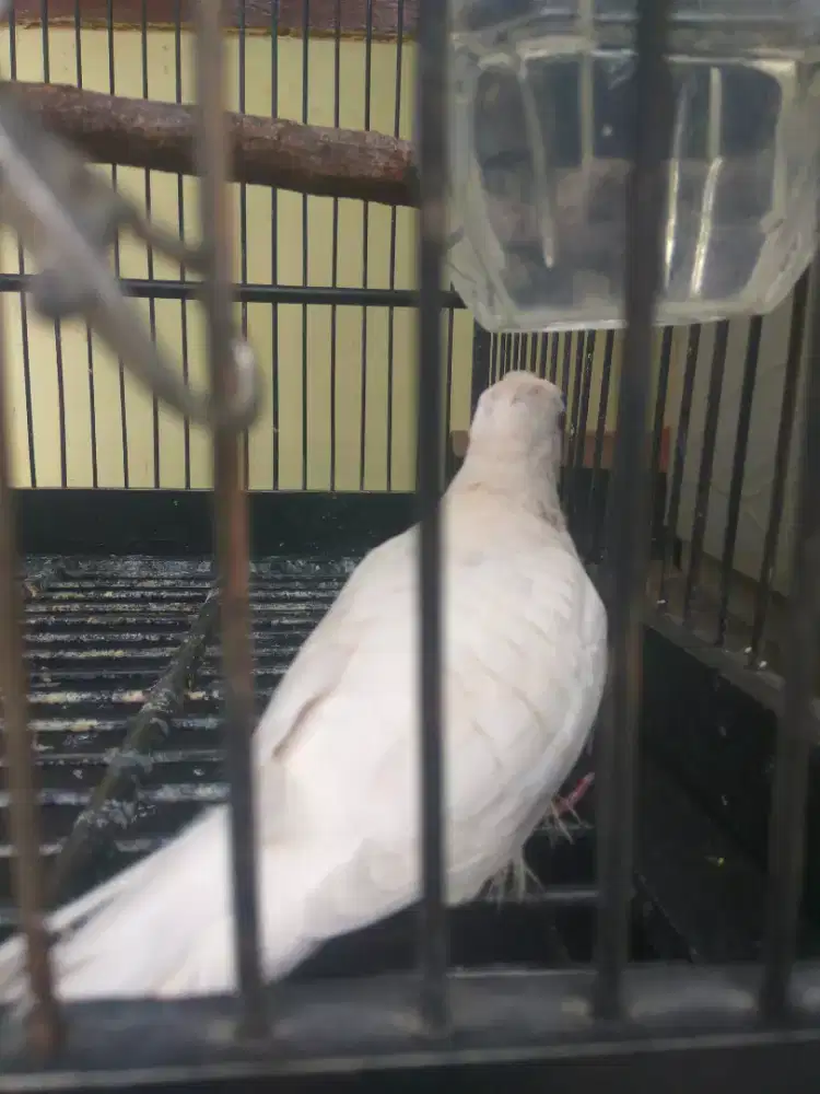 Perkutut Putih Lurik Jantan