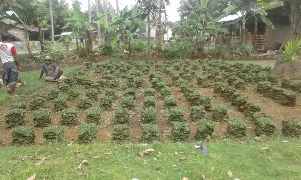 Pusat rumput taman medan sumut