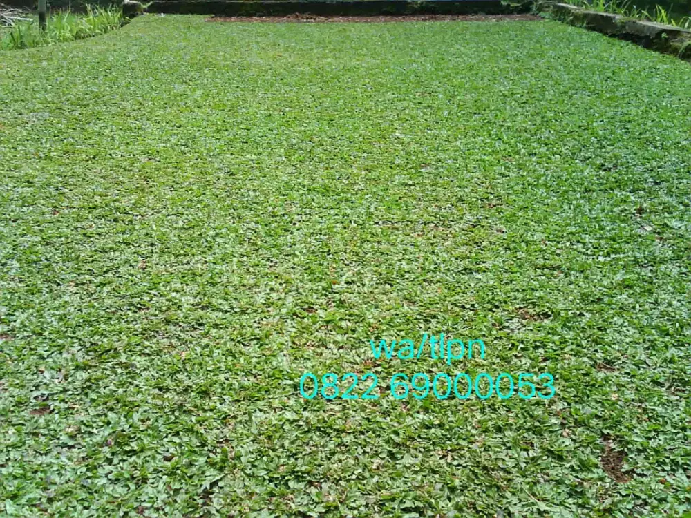 Rumput Hias gajah mini dan Varigata