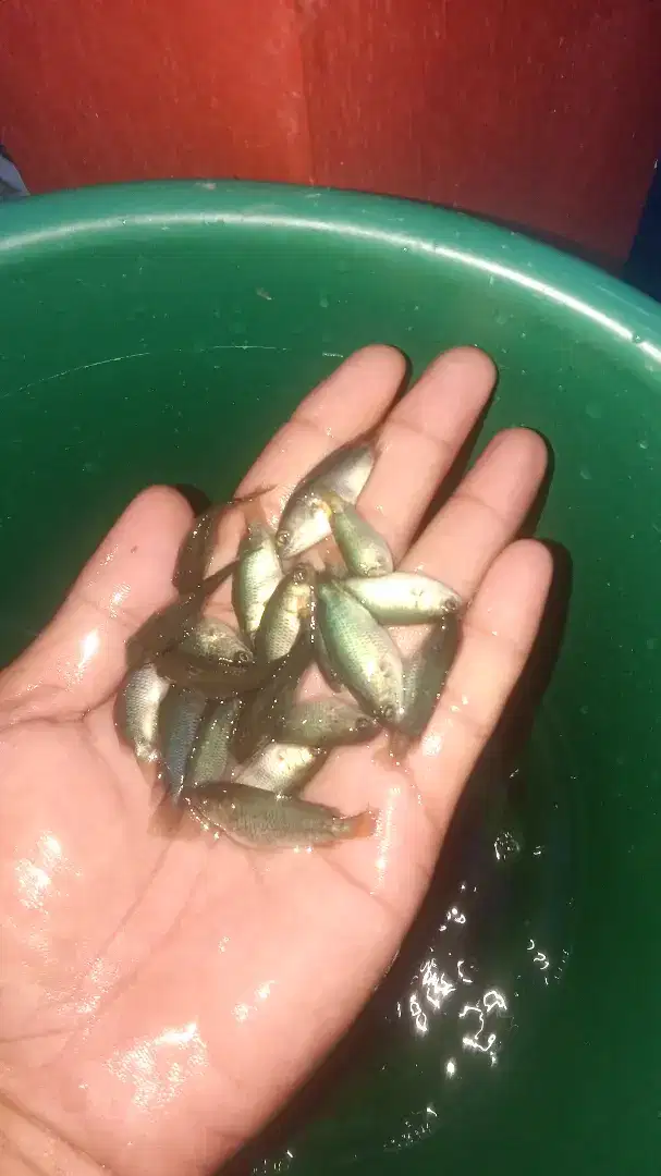 Bibit ikan papuyu