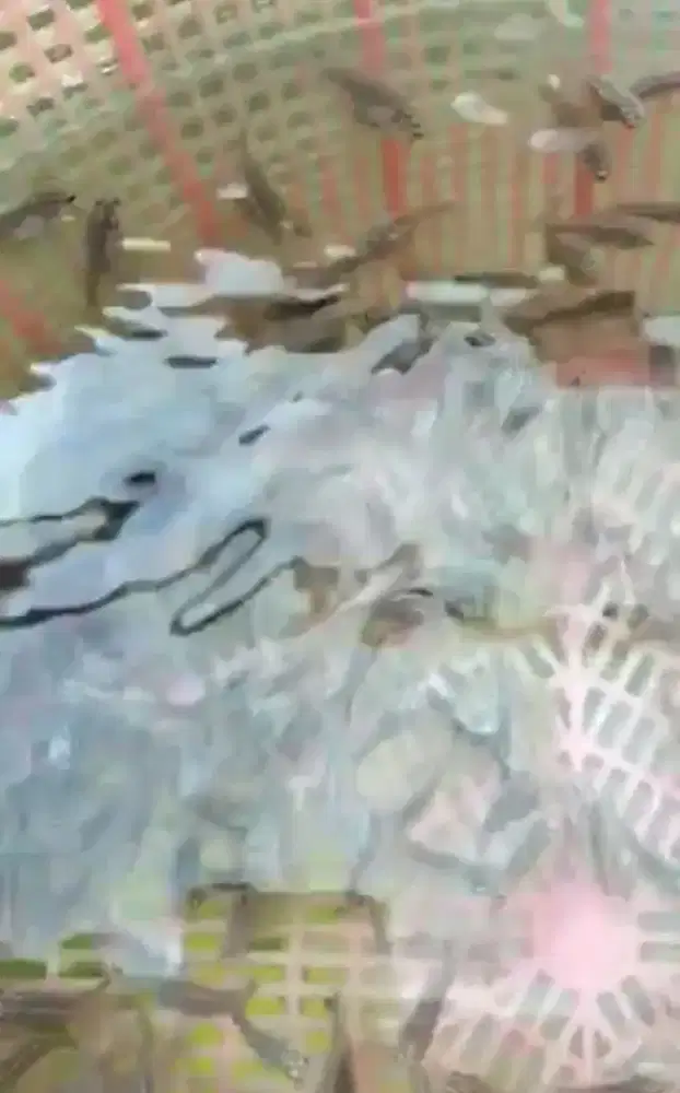 Bibit kerapu macan / Tiger grouper