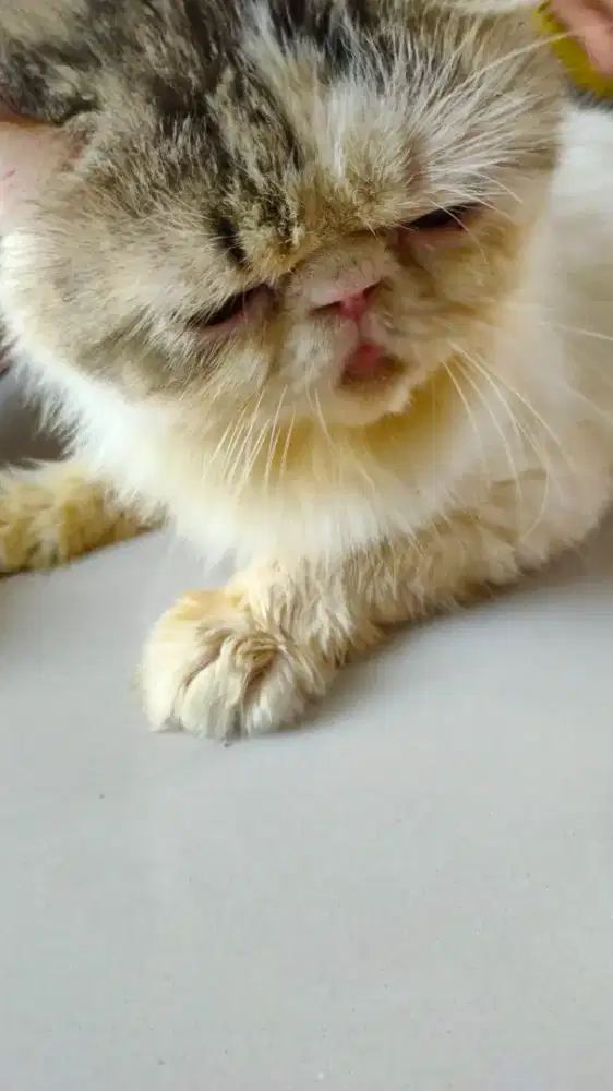 Kucing peaknose longhair jasa pacak