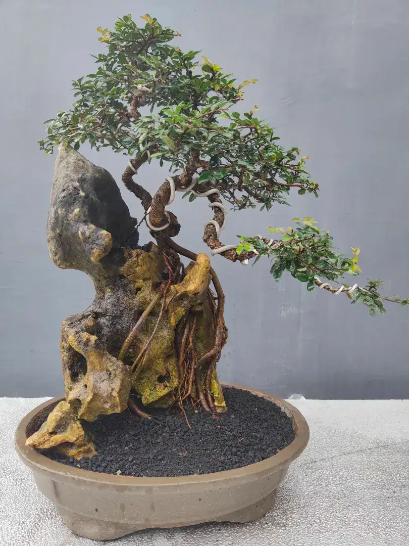 Jual Bonsai Ulmus oke