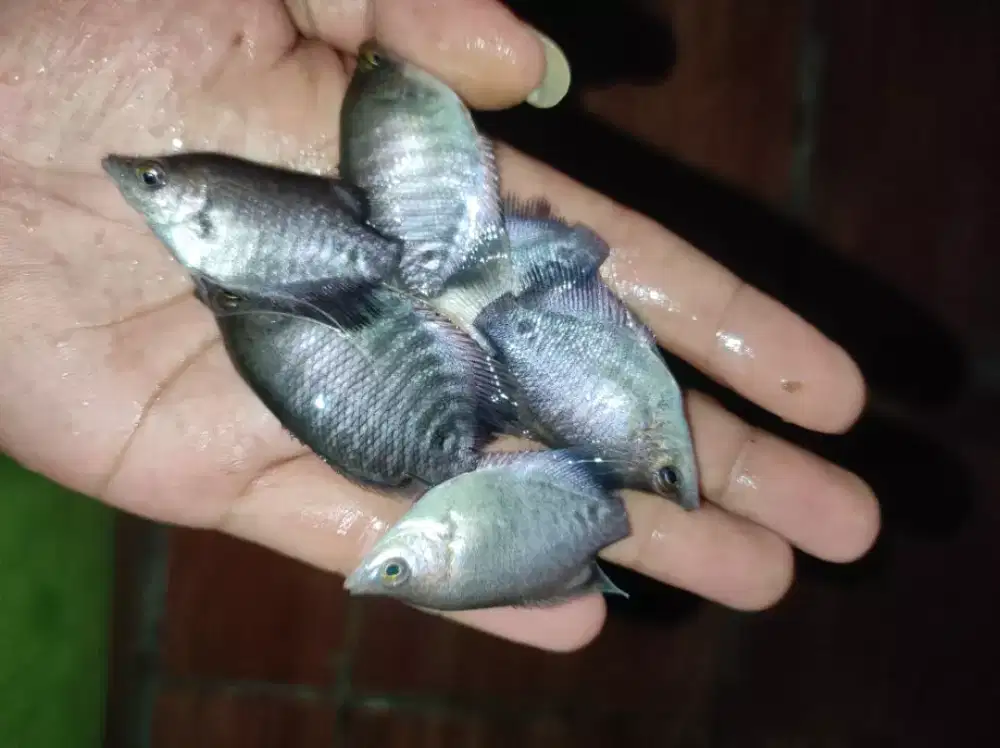 Bibit ikan lele,gurame,nila Bangkok,mujaer,mas,bawal,patin,gabus, dll