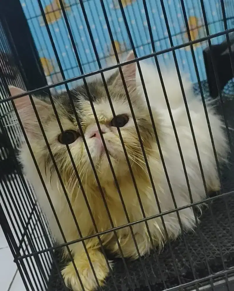 Kucing peaknose exo jasa pacak