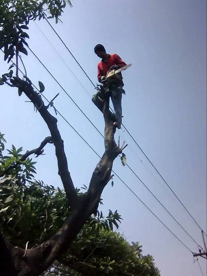 jasa potong berbagai macam pohon reaksi cepat surabaya gresik sidoarjo